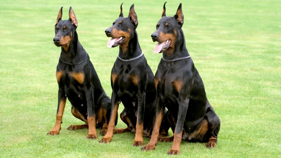 Három dobermann kutya ül a zöld fűben, vidám és figyelmes nézéssel.