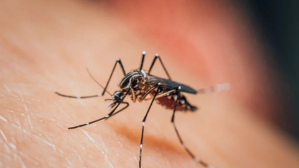 Egyiptomi csípőszúnyog, Aedes aegypti, egy emberi bőrön ülve, vért szívva.