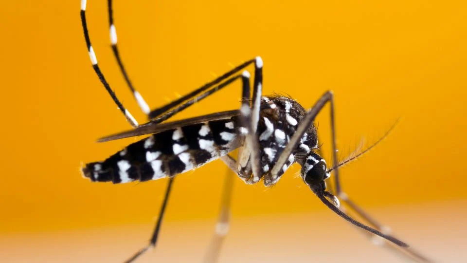 Egyiptomi csípőszúnyog közelről, fekete-fehér csíkos testtel és sárga háttérrel.
