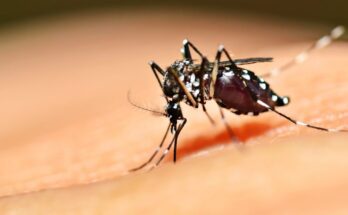 egyiptomi csiposzunyog Aedes aegypti