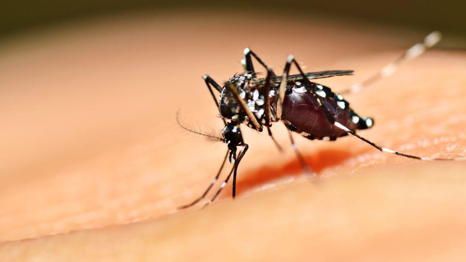 egyiptomi csiposzunyog Aedes aegypti