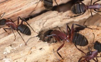 faodvasito lohangya Camponotus ligniperda
