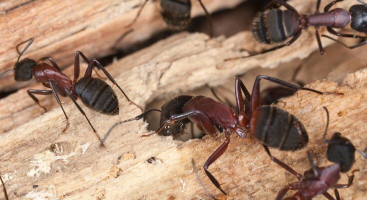 faodvasito lohangya Camponotus ligniperda