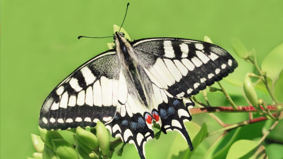 fecskefarku lepke Papilio machaon 3