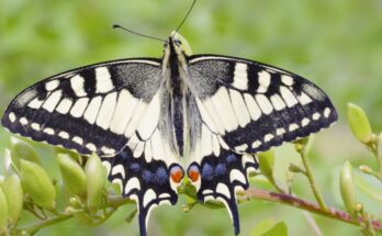 fecskefarku lepke Papilio machaon