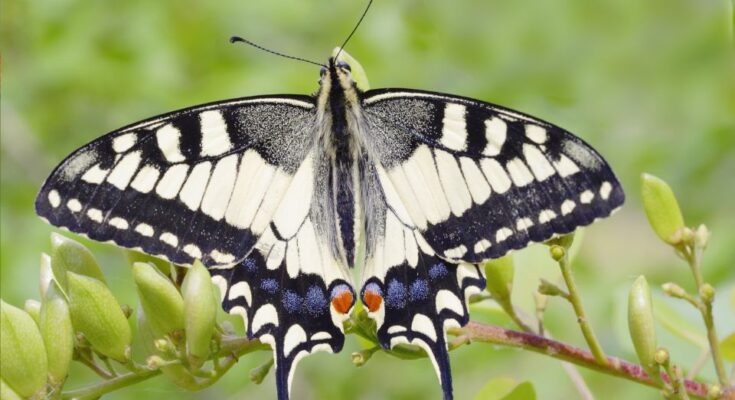 fecskefarku lepke Papilio machaon
