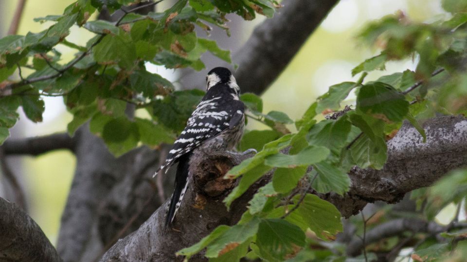 feherhatu fakopancs Dendrocopos leucotos 1