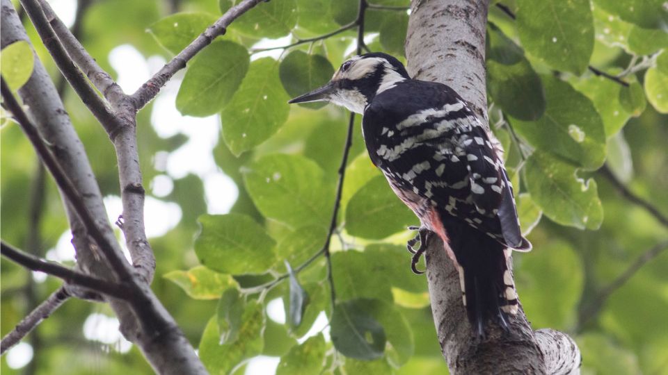 feherhatu fakopancs Dendrocopos leucotos 2