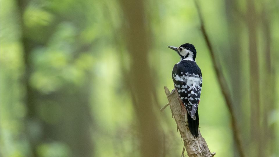 feherhatu fakopancs Dendrocopos leucotos 3