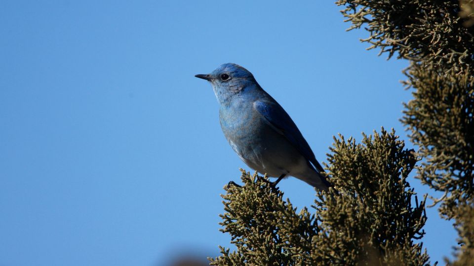 hegyi kekmadar Sialia currucoides 1