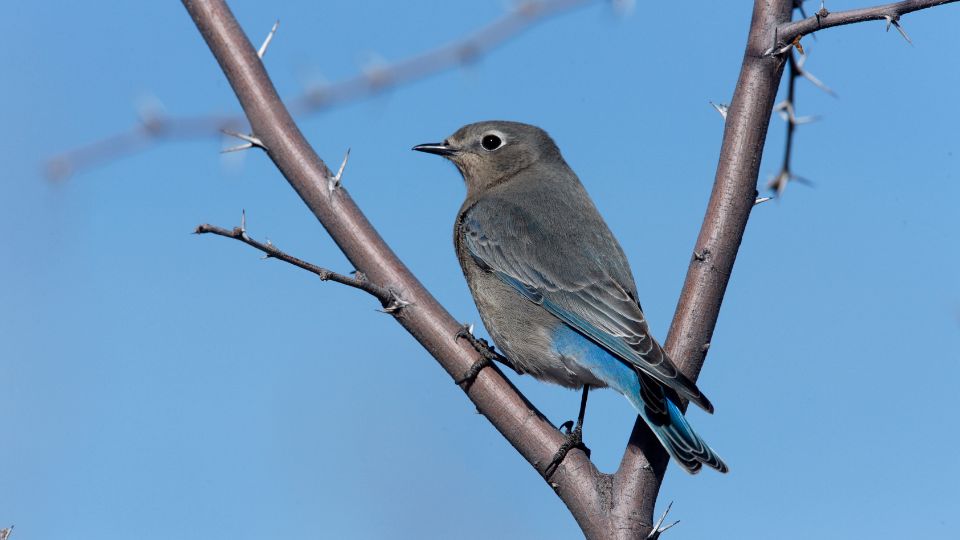 hegyi kekmadar Sialia currucoides 2