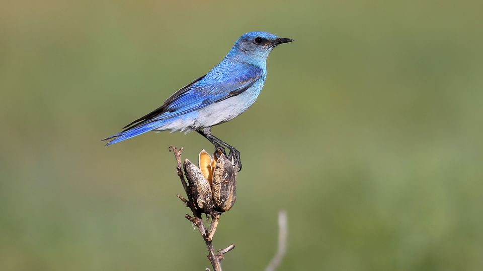 hegyi kekmadar Sialia currucoides 3