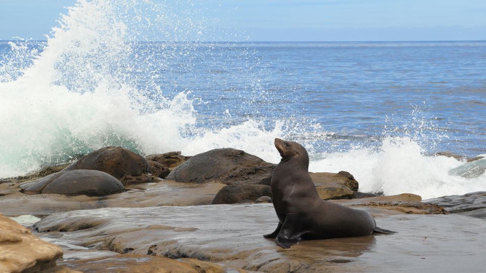 kaliforniai oroszlanfoka Zalophus californianus 1