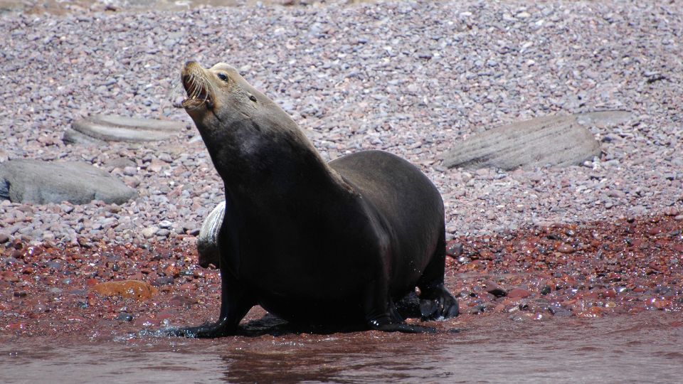 kaliforniai oroszlanfoka Zalophus californianus 2