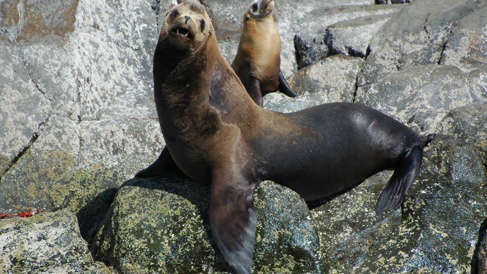 kaliforniai oroszlanfoka Zalophus californianus 3