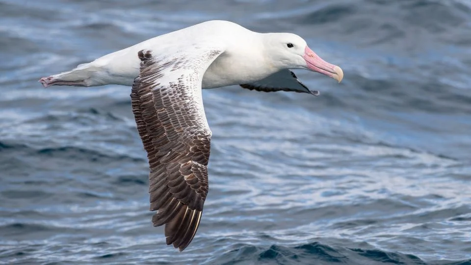 Királyalbatrosz repül a tenger felett, szárnyai szépen kitárva.