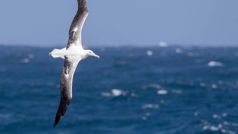 Egy királyalbatrosz repül a tenger felett, szárnyait szélesen kitárva.