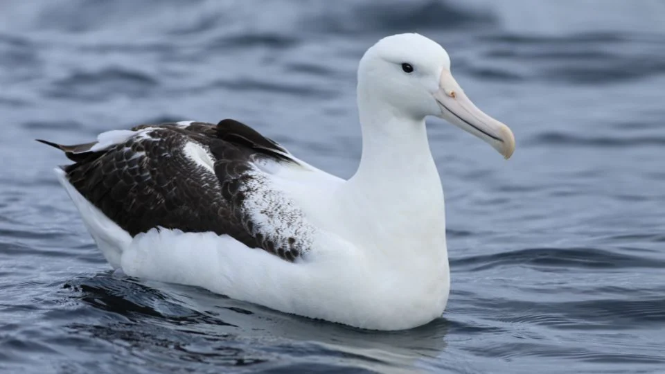 Egy királyalbatrosz úszik a víz felszínén, gyönyörű tollazattal.