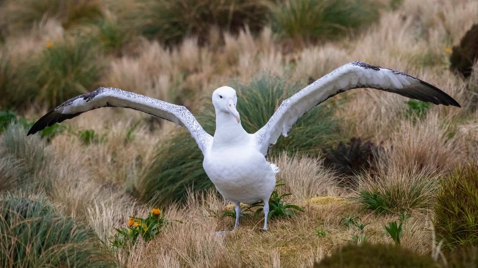 Királyalbatrosz szárnyait kitárva áll a fűben, lenyűgöző látványt nyújtva.