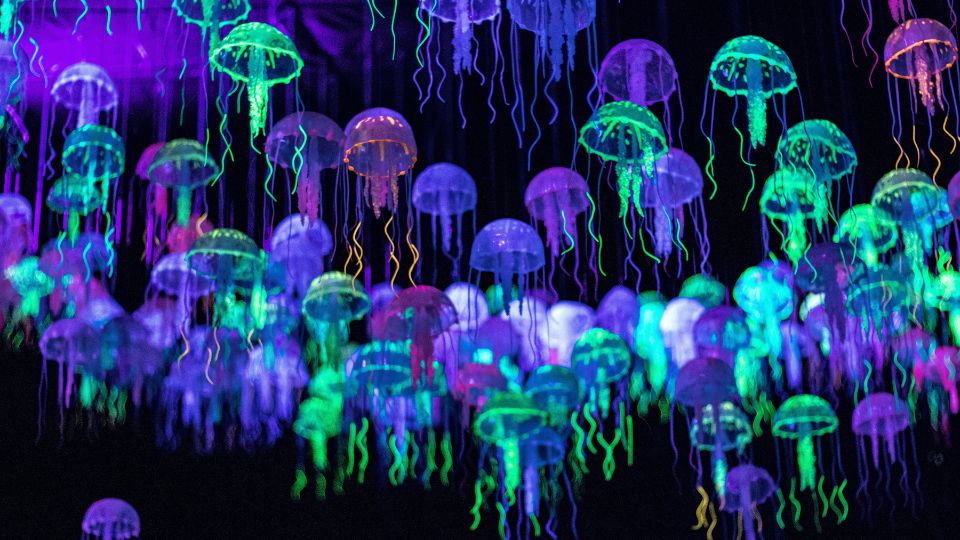 meduzak 1