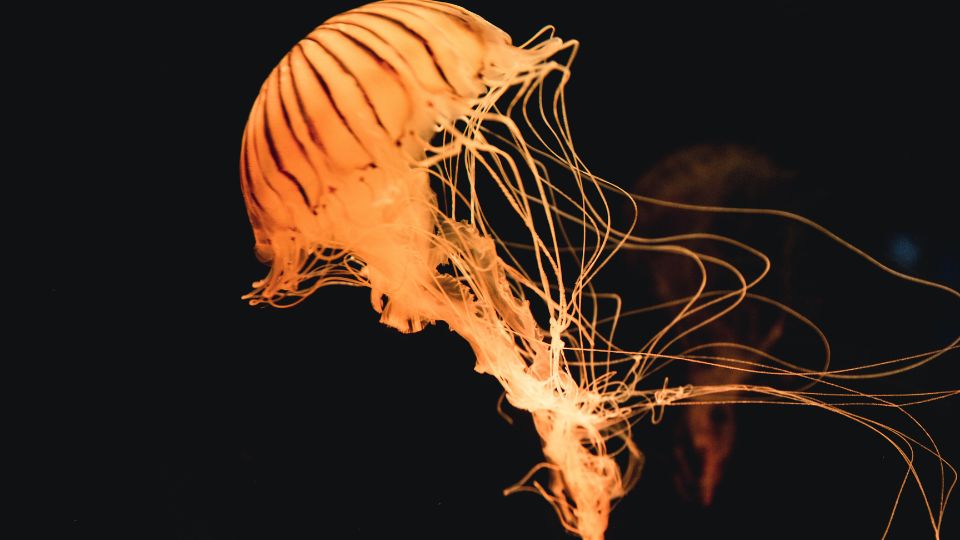 meduzak 2