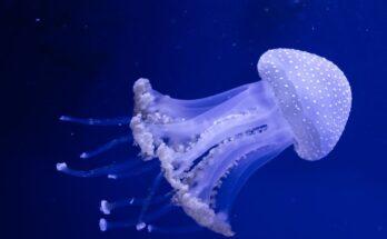 meduzak