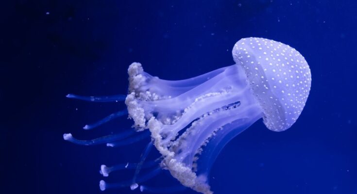 meduzak