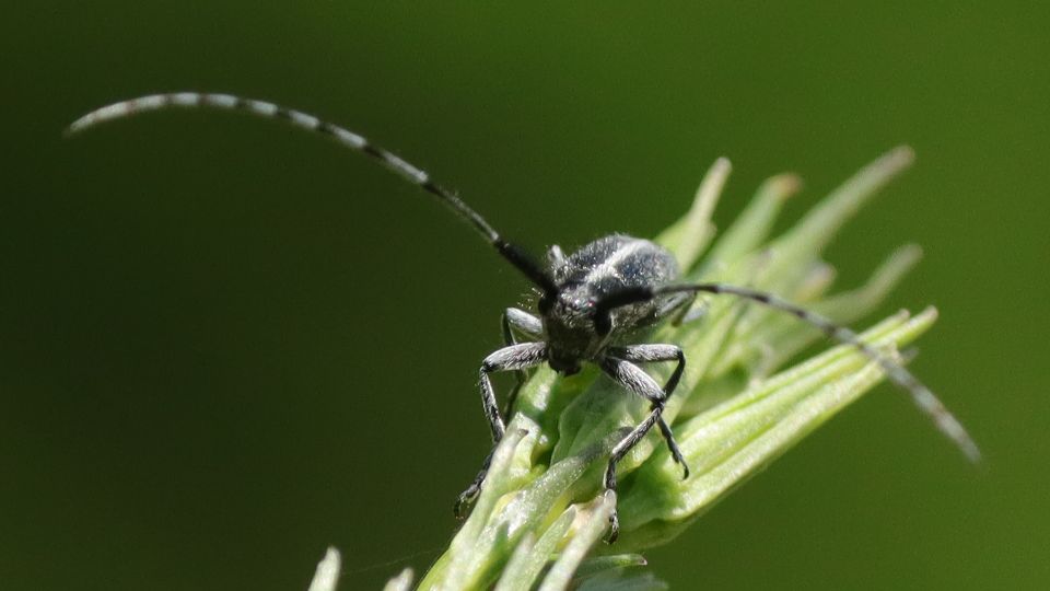 sargagyurus bogancscincer Agapanthia dahli 1