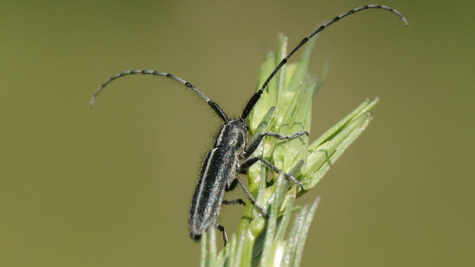 sargagyurus bogancscincer Agapanthia dahli