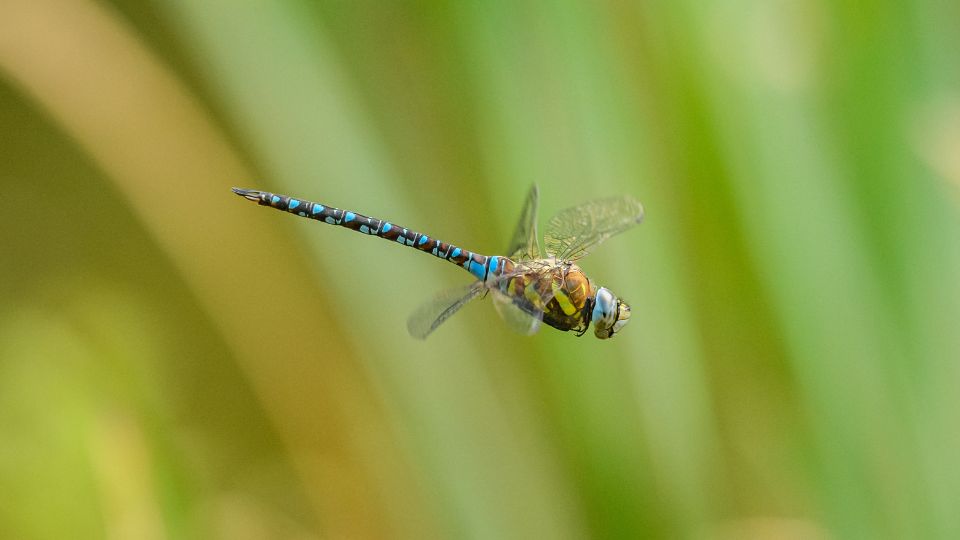 sebes acsa Aeshna cyanea 1