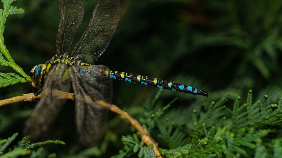 sebes acsa Aeshna cyanea 2