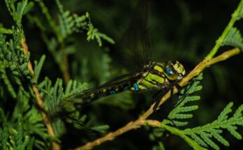 sebes acsa Aeshna cyanea