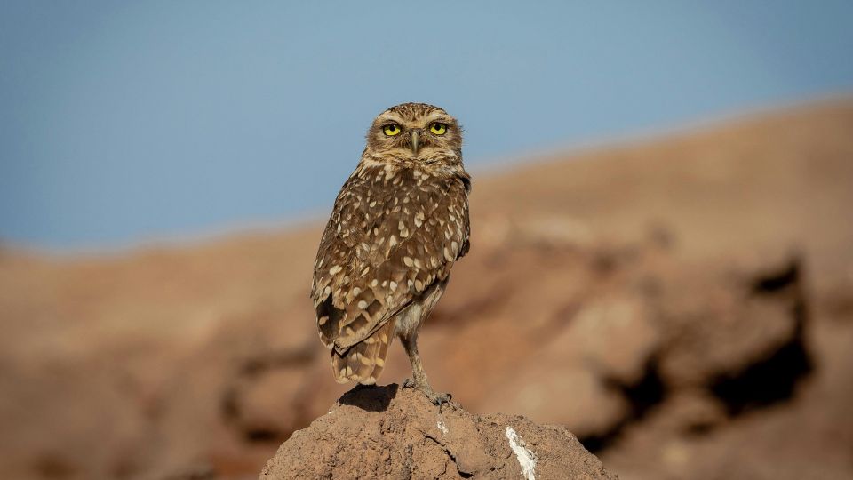 sivatagi bagoly Strix butleri 1
