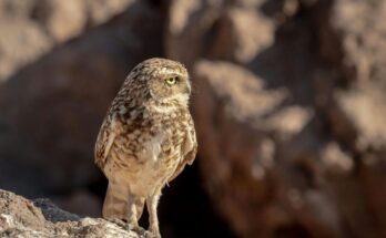 sivatagi bagoly Strix butleri