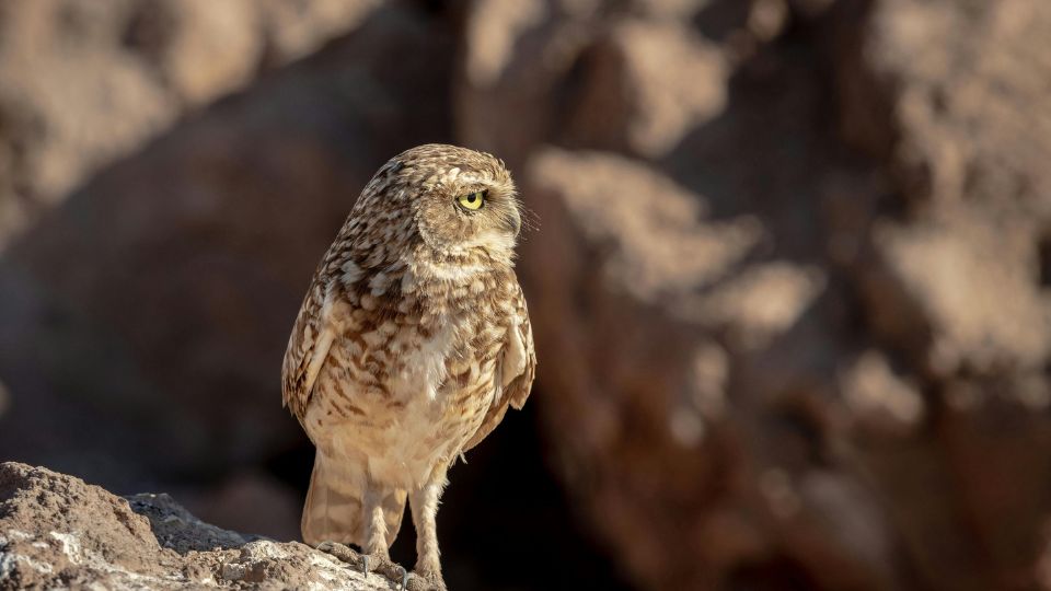 sivatagi bagoly Strix butleri