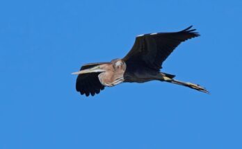 Ardea purpurea