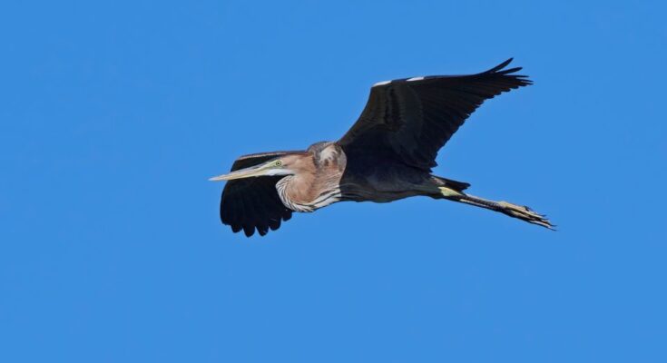 Ardea purpurea