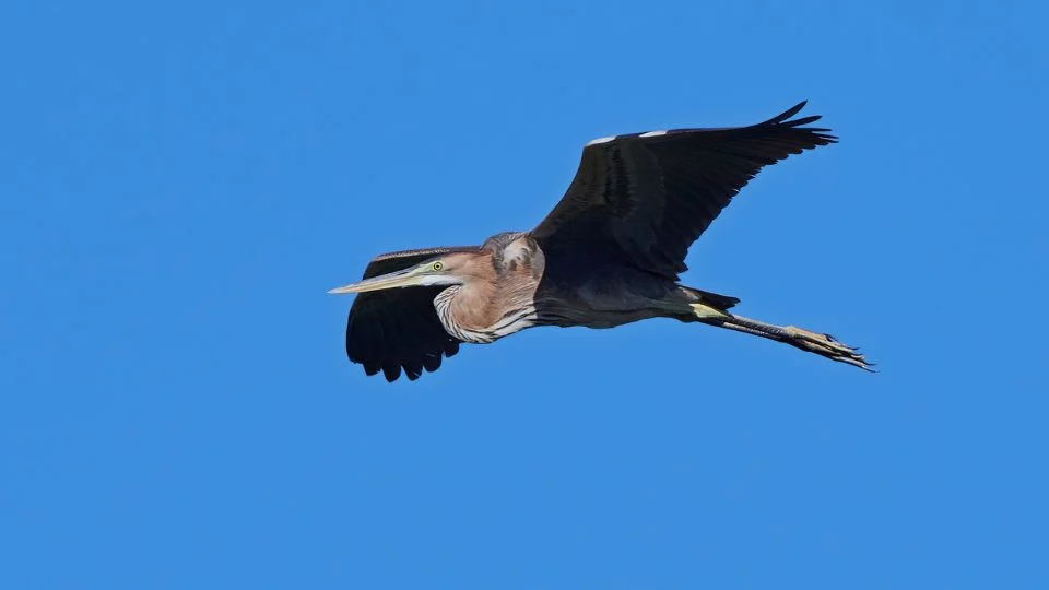 Egy Ardea purpurea, azaz bíborgém repül a kék ég alatt.