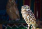 Athene noctua