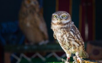 Athene noctua