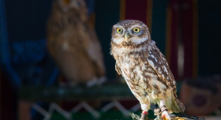 Athene noctua