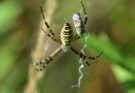 Darazspok Argiope bruennichi 4