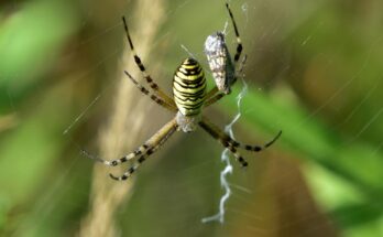 Darazspok Argiope bruennichi 4