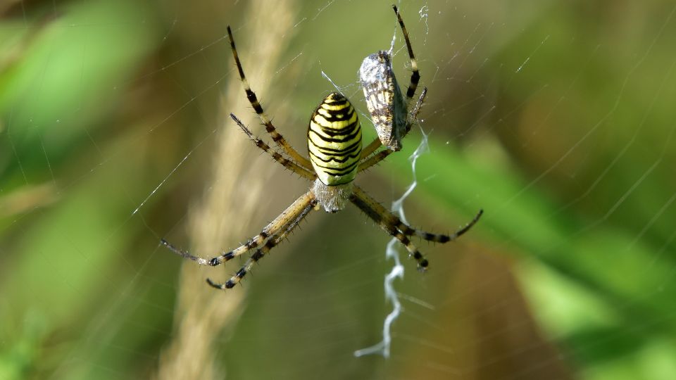 Darazspok Argiope bruennichi 4