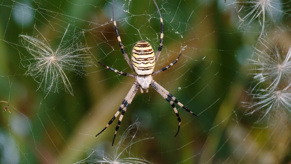 Darazspok Argiope bruennichi 5