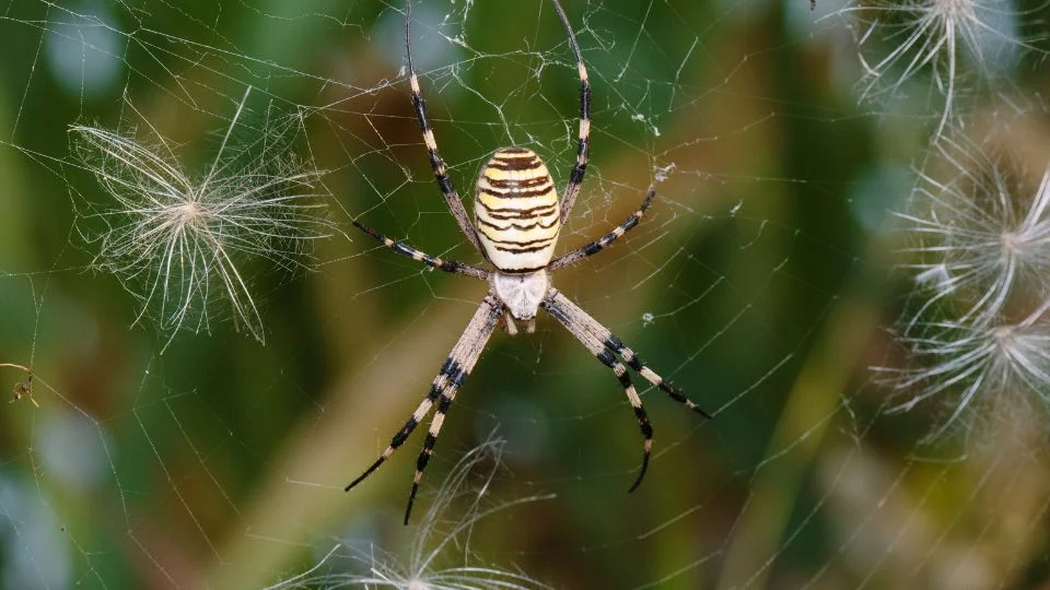 Darázspók (Argiope bruennichi) egy finom pókhálón, háttérben zöld növényekkel.