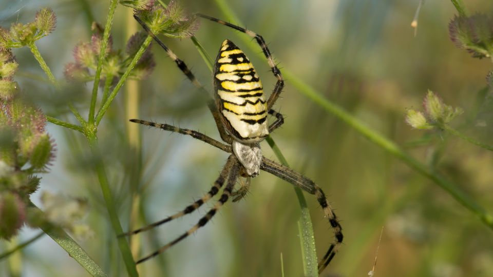 Darazspok Argiope bruennichi 7