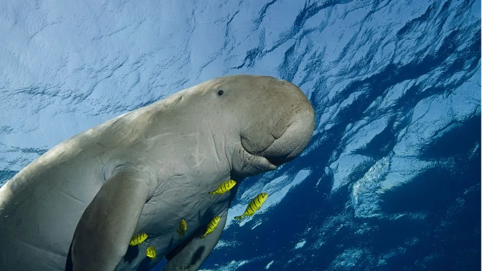 Egy dugong úszik a tenger mélyén, körülötte sárga halak.