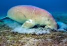Dugong Dugong dugon