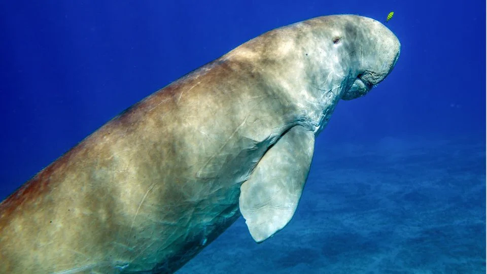Egy dugong úszik a tenger mélyén, szép kék vízben.